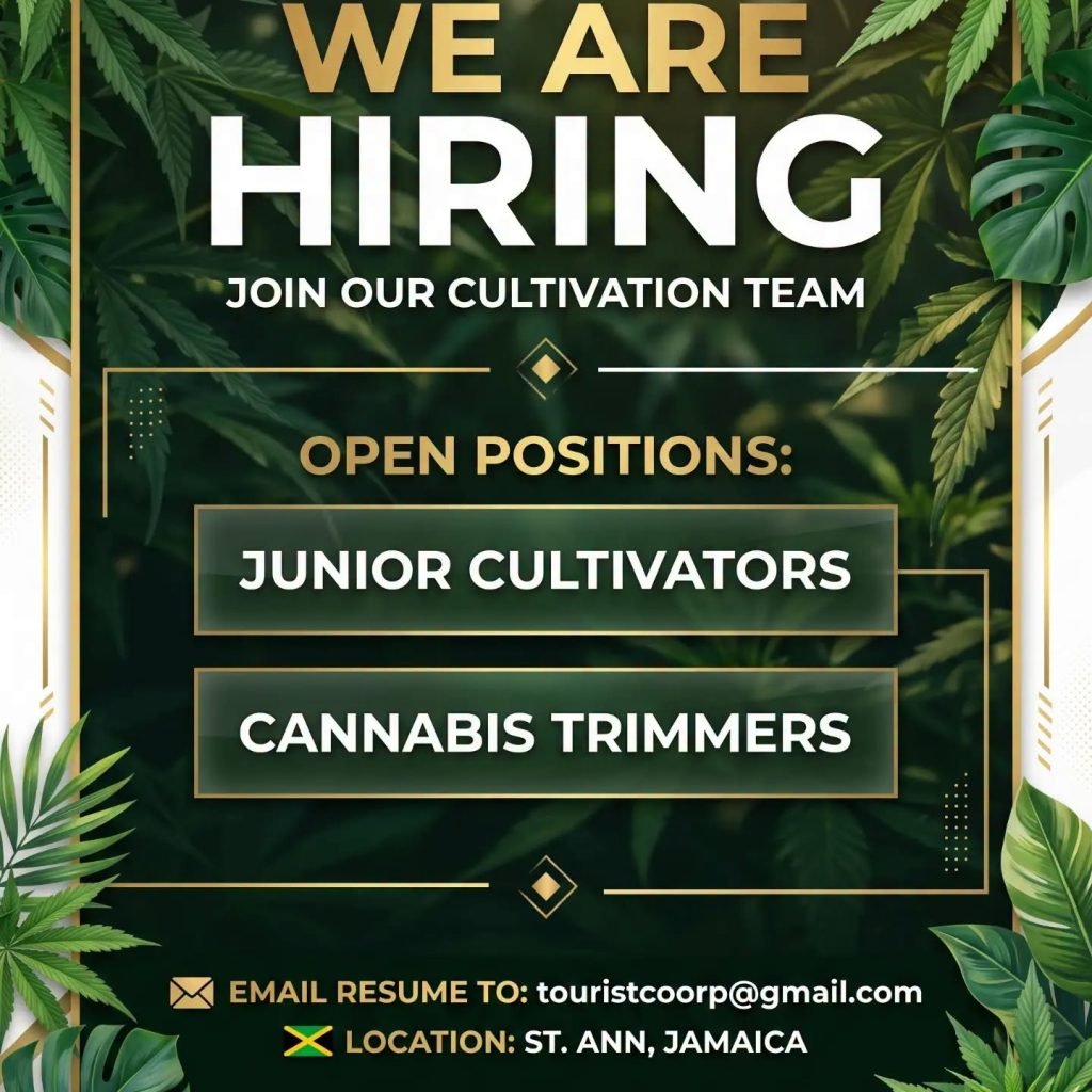 Job advertisement: unior Cultivators & Cannabis Trimmers Needed in St. Ann, Jamaica – Now Hiring